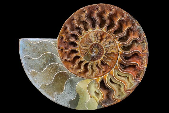 Cut & Polished Ammonite Fossil (Half) - Crystal Chambers #162327